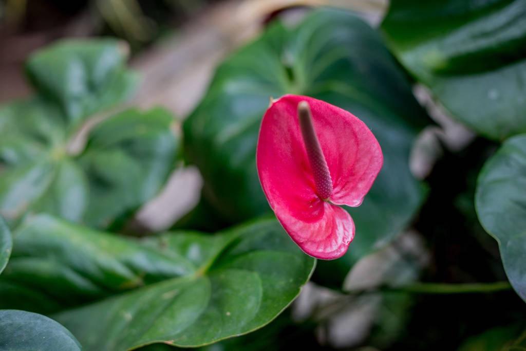 Na Mata Ilhabela